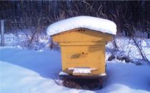 Зимовка пчел в этом году