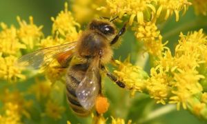 Пыльца обножка  — как противоаллергическое средство
