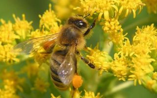 Пыльца обножка  — как противоаллергическое средство