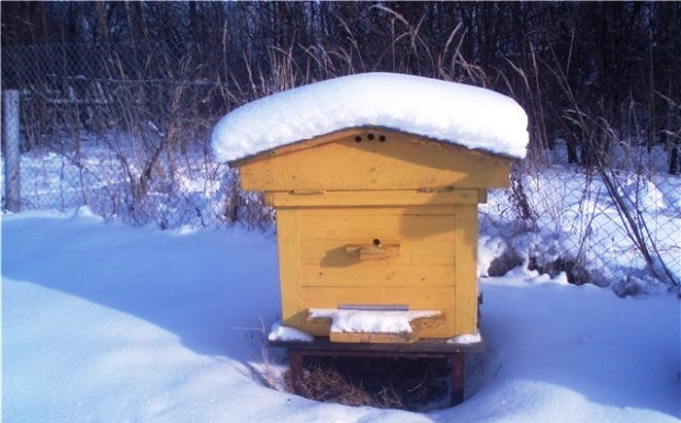 Зимовка пчел в этом году