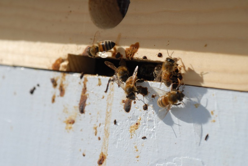 Чем можно лечить пчел